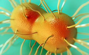 gonorrhea symptoms anal gonorrhea symptoms anal