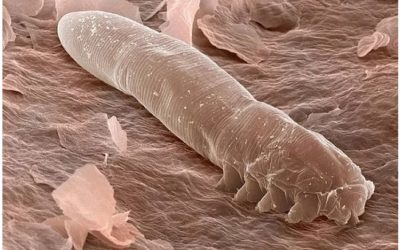 The Tiny Mites That Live in Our Skin